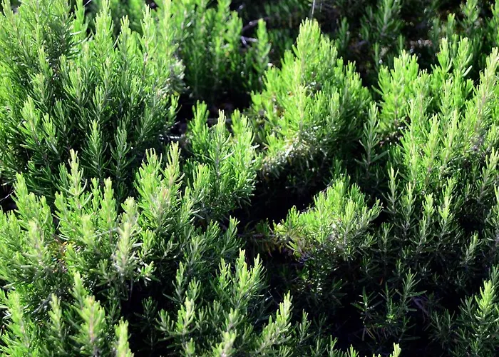 Anemi Folegandros Hotell 5*